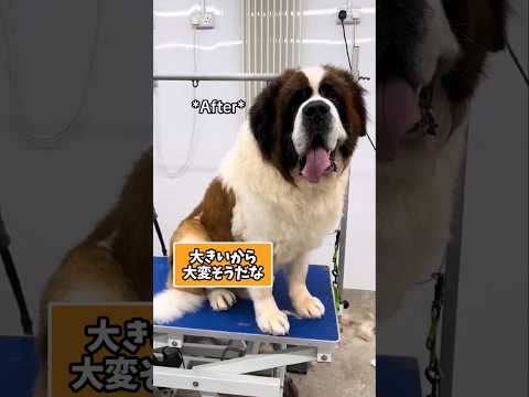 仕事疲れに最適！癒やしと笑顔をもたらすセントバーナード動画5選 サムネイル