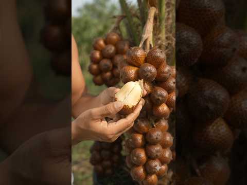 Snake Fruit 🐍🍈 | This Amazing Fruit Looks Like Snake <strong>Skin</strong>! #<strong>Shorts</strong>#shortsfeed#plants#shortsfeed #fyp