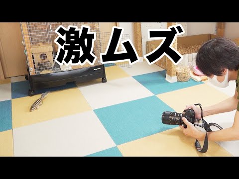 シマリスの写真撮影ムズ過ぎwww