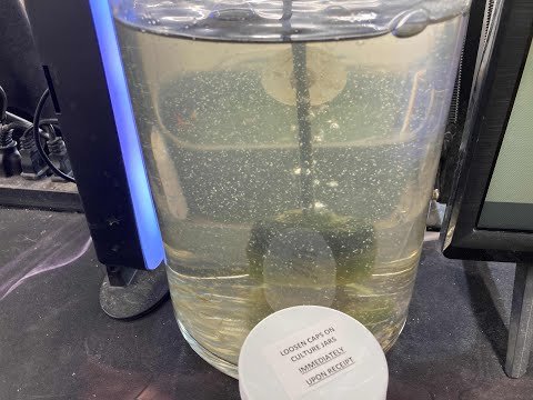 Moina live food part #2. Moina culture turning it into a lot more. Just a quick video showing the Moina culture of live food 