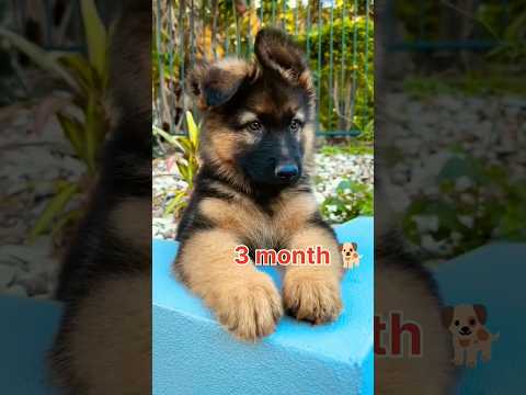 one month to one year German shepherd dog transformation #lovesong #feed #dog#germanshepherd