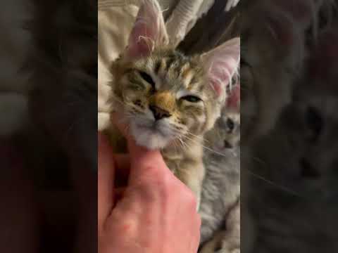 Cute Maine Coon Kittens Purring LOUD! #kittens #mainecoon #cat #cutecat #cute