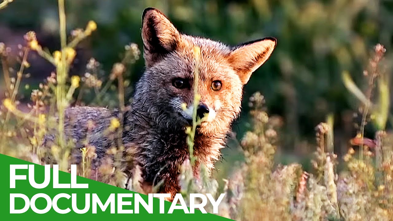 Stories of the Mediterranean Forest | Episode 6: Spring Tales | Free Documentary Nature