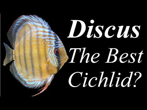 Why I think Discus are the best Cichlids ~ #discus Of all the few thousand species of cichlid fish, a large number we keep in the aquarium I think disc