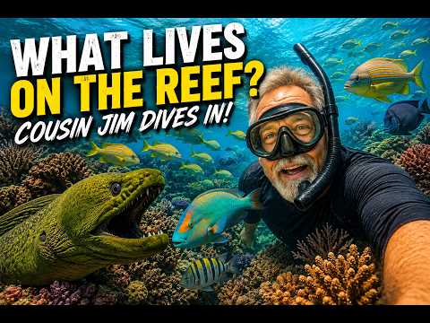 What lives on the reef? Cousin jim dives in! video thumbnail