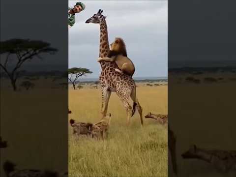 صراع البقاء: زرافة ضد أسد وقطيع من الضباع #shorts