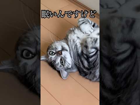猫の動画サムネイル - 眠いんですけど ねこ cat アメショ たろう