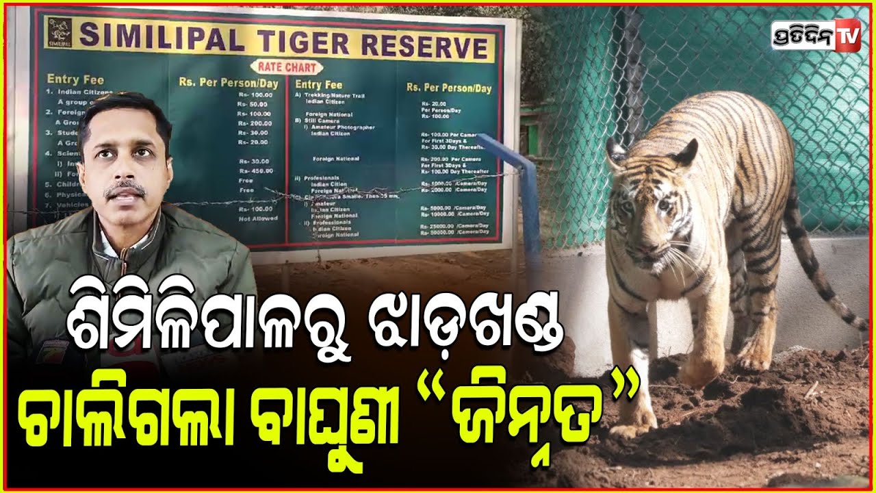 ଶିମିଳିପାଳ ରୁ ଚାଲିଗଲା ବାଘୁଣୀ ‘ଜିନ୍ନତ’ l Tigress Zeenat's Bold Journey: From Similipal to Jharkhand