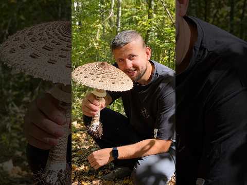 Небезпечний двійник парасольки