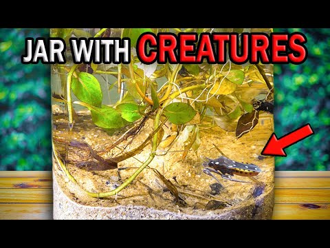 What CREATURES Hide in STAGNANT WATER? The MICRO-WORLD EXPERIMENT in a JAR