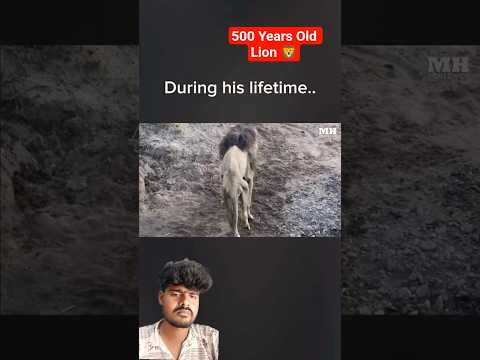 500years old😍🦁 #animals #lion #king #power #old #tiger #jungle #hunter #shorts #short #shortsfeed