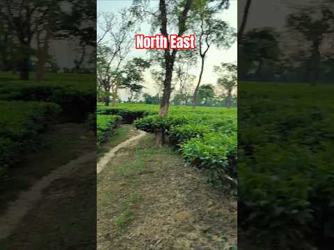 Assam Ke Khubsurti 🌿👌#teagardenminivlog #green #lifestylevlog #trend #viewpoint #youtubeshorts
