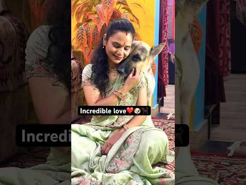 Incredible Love🐶🐕🦺❤️ #shorts #ytshorts #true love #happy pure soul #animals #pets #dog