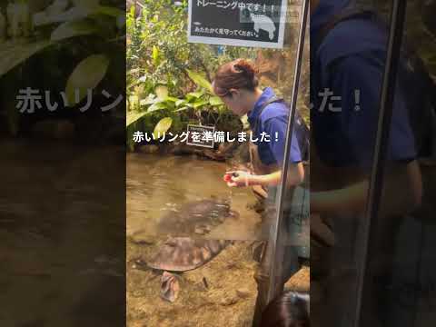 猫の動画サムネイル - butabana 鼻 #shots #名古屋港水族館