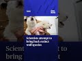 WATCH: Scientists attempt to bring back extinct wolf species