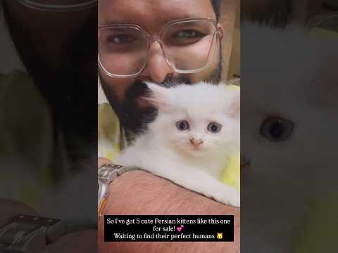 Meet our adorable Persian cat family 🐱💖 #CuteCats #PersianKittens #PetLovers #shortsfeed