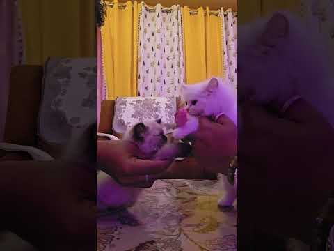 #funny video #playtime #petvlog #cat #catvideo #viralvideo #mostfunnyvideo #mostpopular