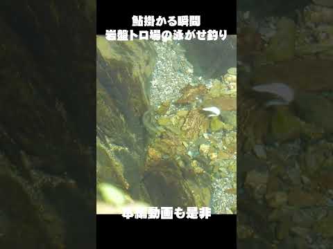 鮎掛かる瞬間 岩盤トロ場の泳がせ釣り
