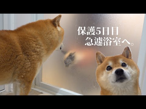 犬の動画サムネイル - 保護猫、病院へ‥帰宅後慌てて浴室へ向かう事態に。