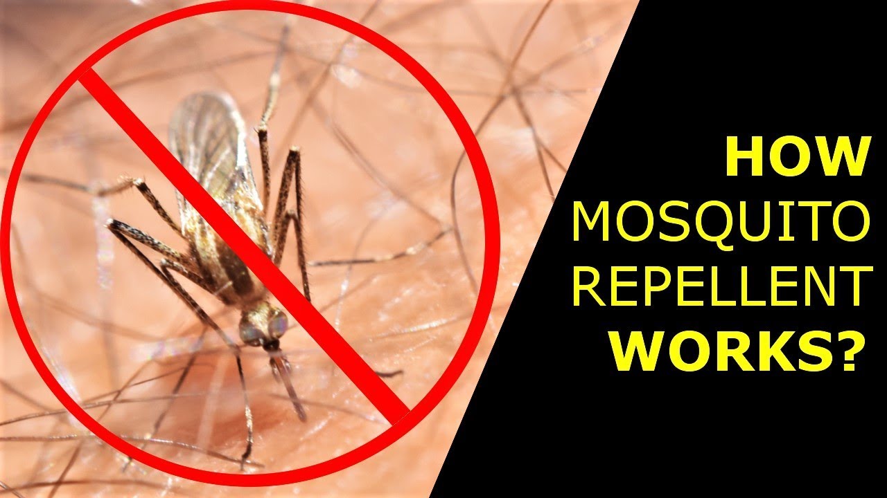 What Is DEET How Mosquito Repellent Works English Listening Exercise 