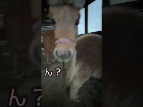 草に夢中になってたのになんでバレるんだろ😓#shorts