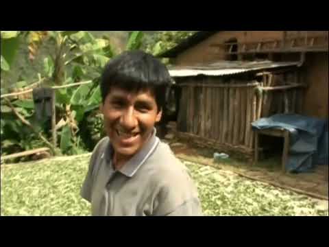 Il cultive de la coca dans la region des Yungas et va la vendre à La Paz