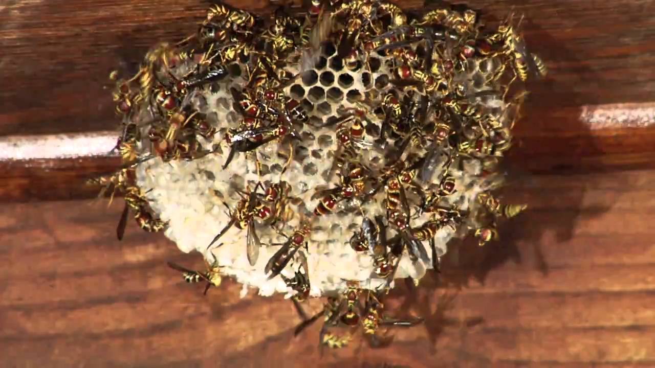 Wasps Under My Deck.mov - YouTube