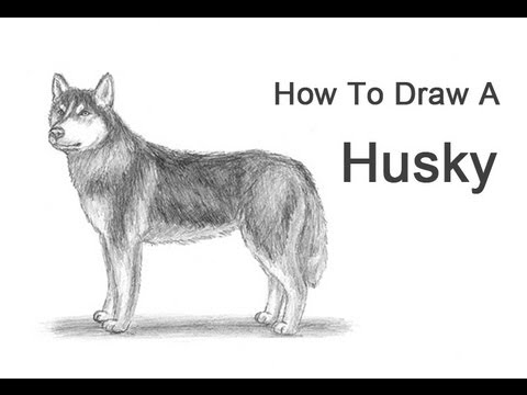 How to Draw a Dog (Husky) - YouTube