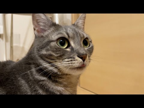 おしゃべりぽぽすけ　*人間の声あり
