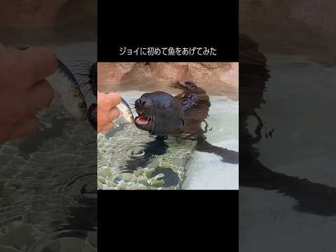 カリフォルニアアシカジョイに初めて魚をプレゼント【サンシャイン水族館】 サムネイル