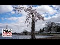 Why Stumpy, D.C.’s beloved cherry tree, is seeing its final peak bloom this year