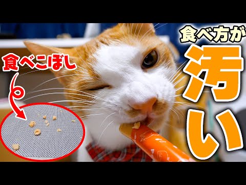子猫のおやつの食べ方が気になる方必見。飼い主のロビンが語る魅力と動画最新情報 サムネイル
