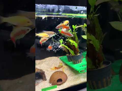 Live sea monkeys! #aquarium #fishaquarium #fishfoo 