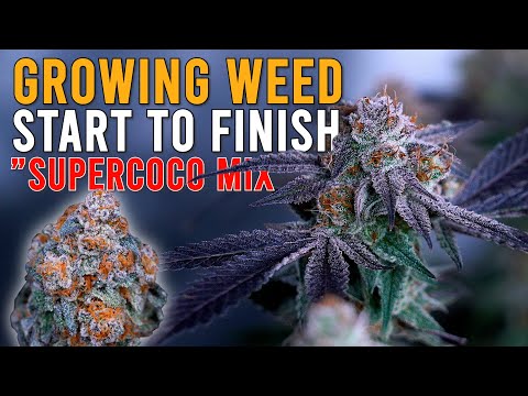 HOW I GREW WEED FROM START TO FINISH IN 