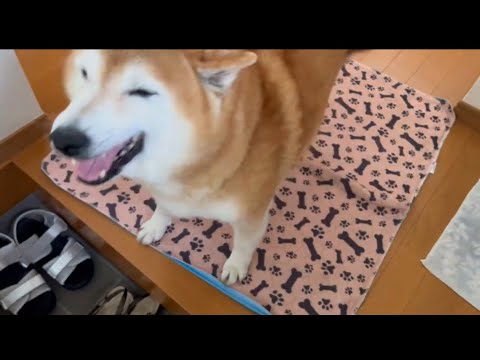 柴犬福 母とおばあさんが帰り渾身の喜びマザコン柴🤣Mother