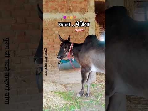 पुरण जी पटले इंका काला. भेडिया ..#cow #shorts#bailgada #bailgadasharyat #shorts #viral