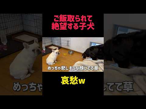 大型犬にフード全食いされて絶望おバブ#フレンチブルドッグ #フレブル #ゴールデンレトリバー #バーニーズマウンテンドッグ #大型犬 #子犬 #犬動画 #多頭飼い #dog #shorts