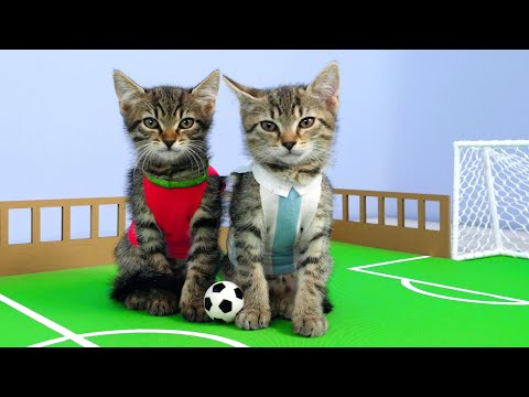 I tried to teach kittens Football. This is what happened