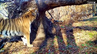 Амурские тигры в Приморье воссоздали сцену из «Короля Льва», а сотруднику «Земли леопарда» удалось запечатлеть редкий кадр с пятнистой кошкой