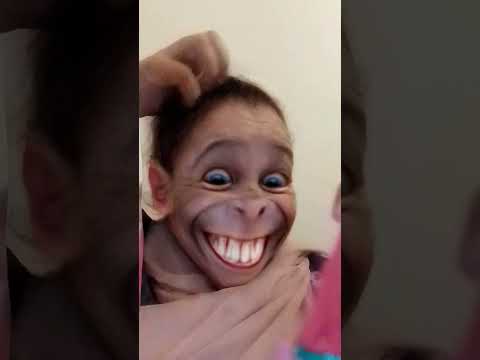 موت بالضحك مع القرد سعدون#نكت مغربية