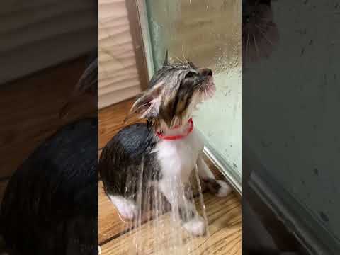 Cat Hold the Shower! 🤣🐱💞 #shorts , #catshower , #cutecat