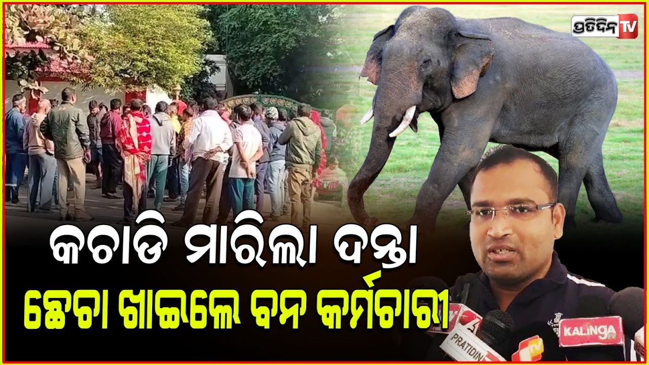 ଧରଣୀଧର କୁ କଚାଡ଼ି ମାରିଦେଲା ଦନ୍ତାହାତୀ , ଛେଚା ଖାଇଲେ ବନ କର୍ମଚାରୀ । Sundargarh