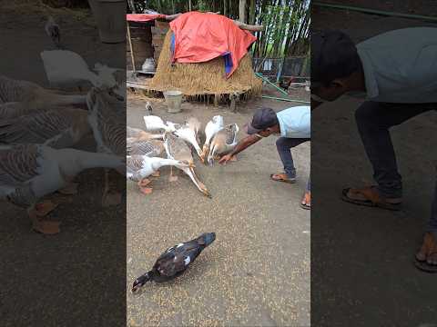 Relaxing Sounds of Geese & Ducks Eating #shorts #asmr