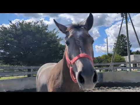 売約済*3才牝ハイスピリッツ 2025/09/19 気分転換程度に運動 調教者の独り言お耳汚し失礼