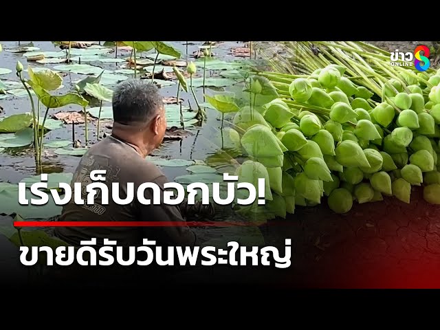 เร่งเก็บดอกบัวขายดีรับวันพระใหญ่ ส่งขาย รายได้ดีตลอดปี | 11 ก.ค. 68 | คุยข่าวเช้าช่อง8