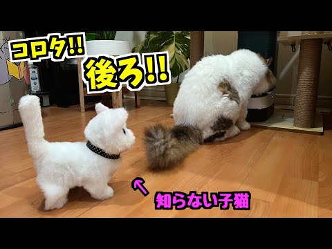 猫がエサを食べ終わって振り返ると、そこに見たこともない子猫がいた時の反応が可愛すぎた 笑