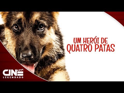 Um Herói de Quatro Patas (2015) - FILME COMPLETO E GRÁTIS - AVENTURA | Cine Legendado