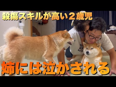 2歳児と柴犬の絆：成長と癒しのひととき サムネイル