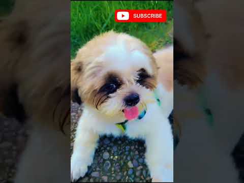 Duniya ka Sabse Sunder chehra #ekmotahathighumechala #viral #bollywood #cute #cutenessoverloaded