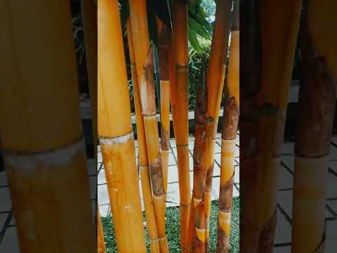 ഇല്ലിമുളം കാടുകളിൽ #shortsfeed #shortvideo #shorts #song #trendingsong